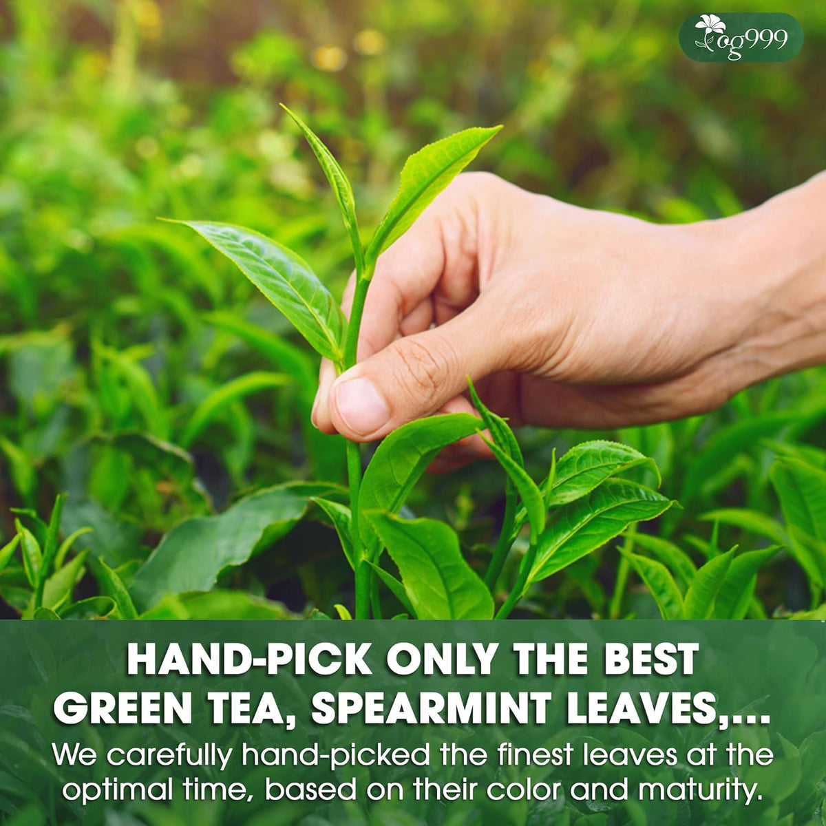 Premium Matcha Green Tea Bags | Blend of Sencha, Green Tea, Spearmint & Orange Slices
