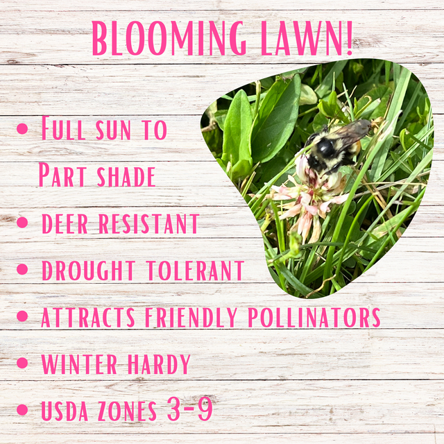 Thick Bee Lawn Seed Kit Eco-Spread Carton