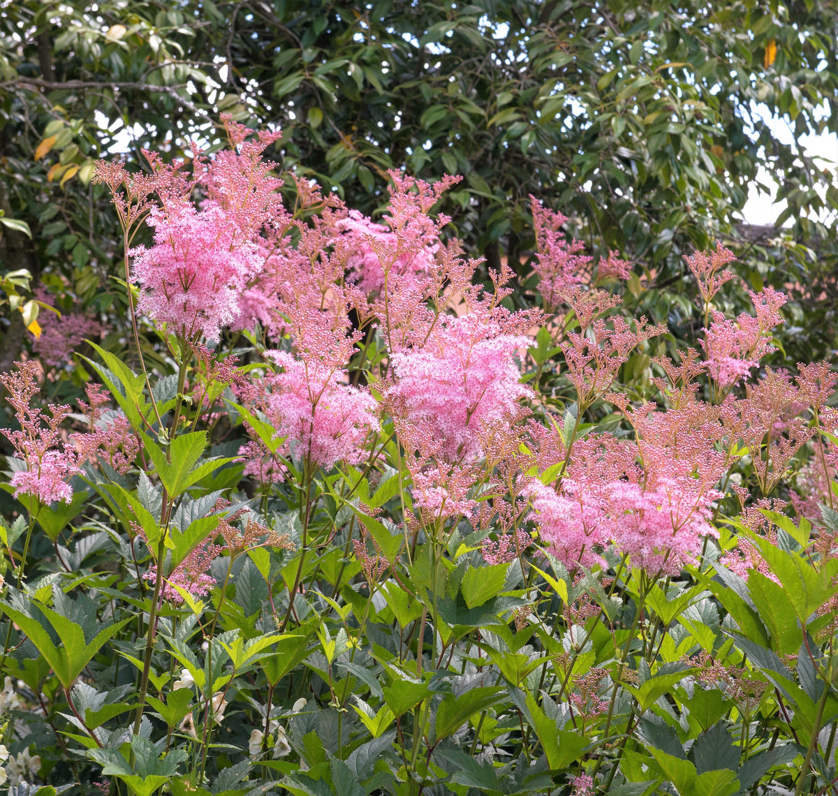 10 QUEEN Of THE PRAIRIE Pink Meadowsweet Filipendula Rubra Flower Seeds