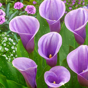 Captain Violetta Calla Lily Bulbs