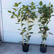Ficus Audrey (Multi-stem)