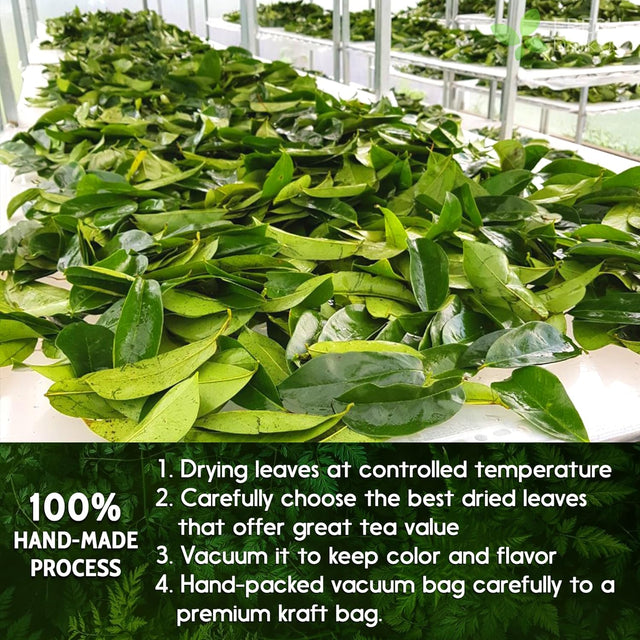 Soursop Leaves Tea Version 2