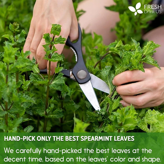 Spearmint Tea Bags, 100% Natural & Pure Spearmint Leaves. Loose Leaf Spearmint Herbal Tea. Spearmint Leaf Tea. No Sugar, No Caffeine, No Gluten, Vegan. - FreshDrinkUS - Natural and Premium Herbal Tea