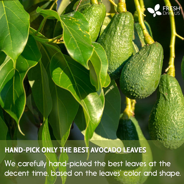 Natural Avocado Whole Leaves Dried, Tea Bags, 100% Pure from Avocado Leaves, Avocado Leaf Tea, Hojas de Aguacate Seca, No Additives, No Caffeine, Vegan - FreshDrinkUS - Natural and Premium Herbal Tea