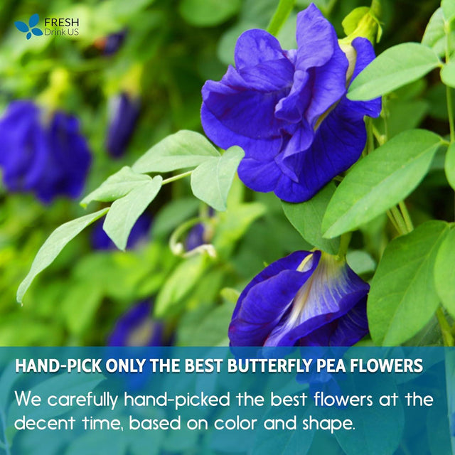 Premium Butterfly Pea Flowers, Tea Bags, 100% Natural and Pure from Butterfly Pea Flowers, Hand-made, Made With Natural Materials-Corn Fiber Tea Bag, Sugar/Caffeine/Gluten Free - FreshDrinkUS - Natural and Premium Herbal Tea