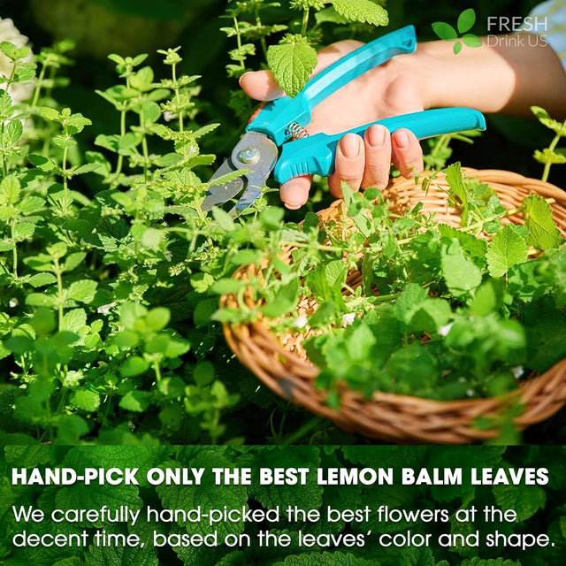 Premium Lemon Balm Leaf Tea Bags, 100% Natural & Pure from Lemon Balm Leaves. Loose Leaf Lemon Balm Herbal Tea. Lemon Balm Leaf Tea. No Sugar, No Caffeine, No Gluten, Vegan. - FreshDrinkUS - Natural and Premium Herbal Tea