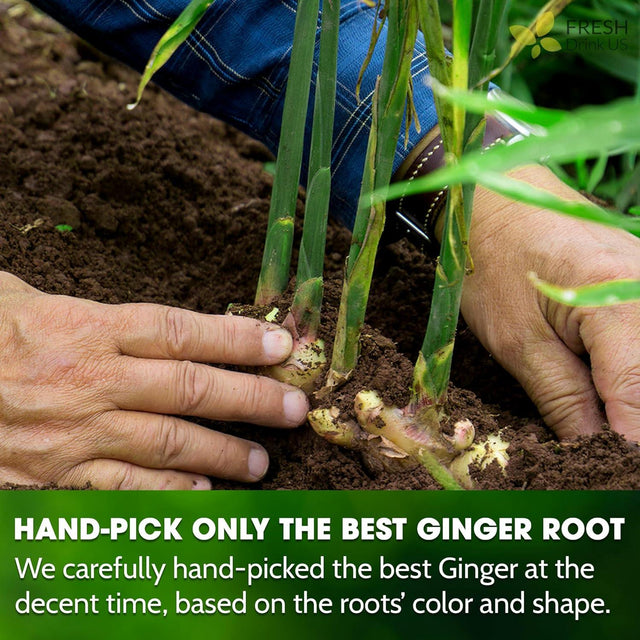 Premium Ginger Tea Bags, 100% Natural & Pure from Ginger Roots, Ginger Tea, Ginger Herbal Tea. Ginger Tea. No Sugar, No Caffeine, No Gluten, Vegan. - FreshDrinkUS - Natural and Premium Herbal Tea