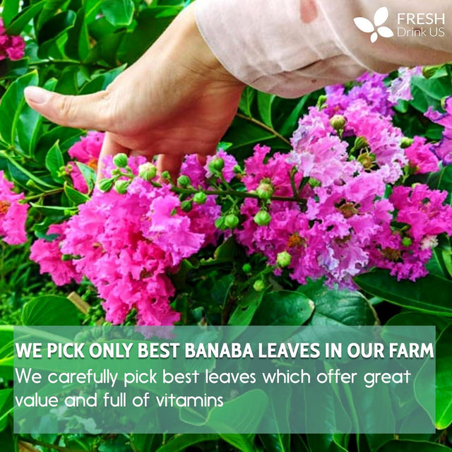 Natural Banaba Dried Leaves, Tea Bags, Powder, Whole Banaba Leaves, 100% Pure Dried Banaba Leaves, Banaba Leaf Tea, No Additives, No Caffeine, Vegan - FreshDrinkUS - Natural and Premium Herbal Tea