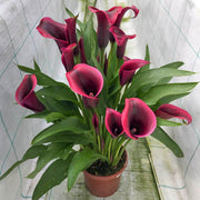 Dior Calla Lily Bulbs