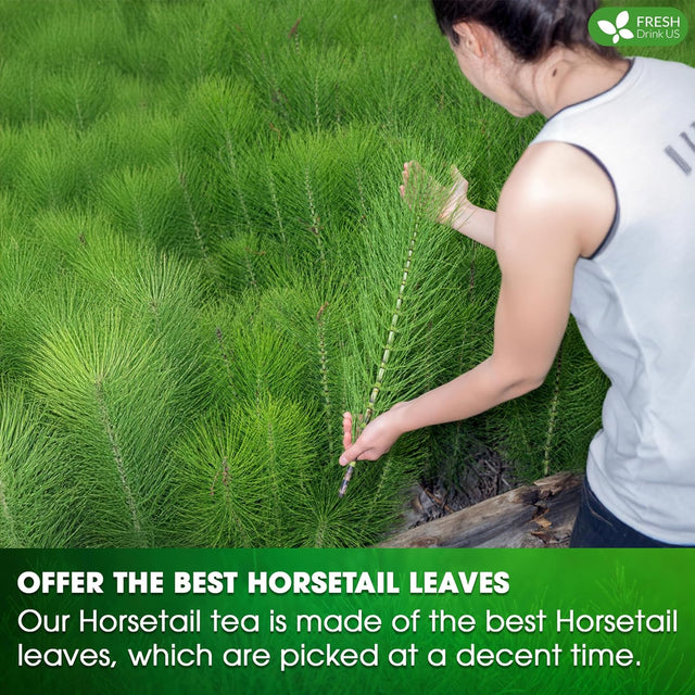 Premium Horsetail Leaf Tea Bags, 100% Natural & Pure from Horsetail Loose Leaves Herbal Tea. No Sugar, No Caffeine, No Gluten, Vegan.