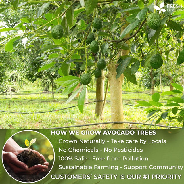 Natural Avocado Whole Leaves Dried, Tea Bags, 100% Pure from Avocado Leaves, Avocado Leaf Tea, Hojas de Aguacate Seca, No Additives, No Caffeine, Vegan - FreshDrinkUS - Natural and Premium Herbal Tea
