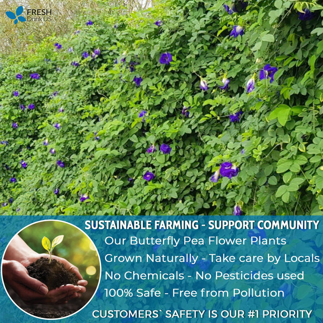 35 Premium Butterfly Pea Tea Bags, Sugar/Caffeine/Gluten Free, Vegan