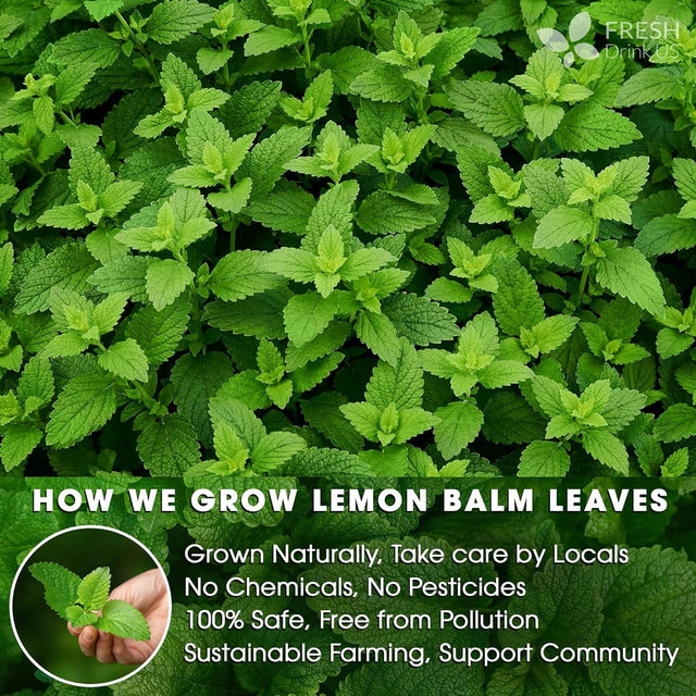 Premium Lemon Balm Leaf Tea Bags, 100% Natural & Pure from Lemon Balm Leaves. Loose Leaf Lemon Balm Herbal Tea. Lemon Balm Leaf Tea. No Sugar, No Caffeine, No Gluten, Vegan. - FreshDrinkUS - Natural and Premium Herbal Tea