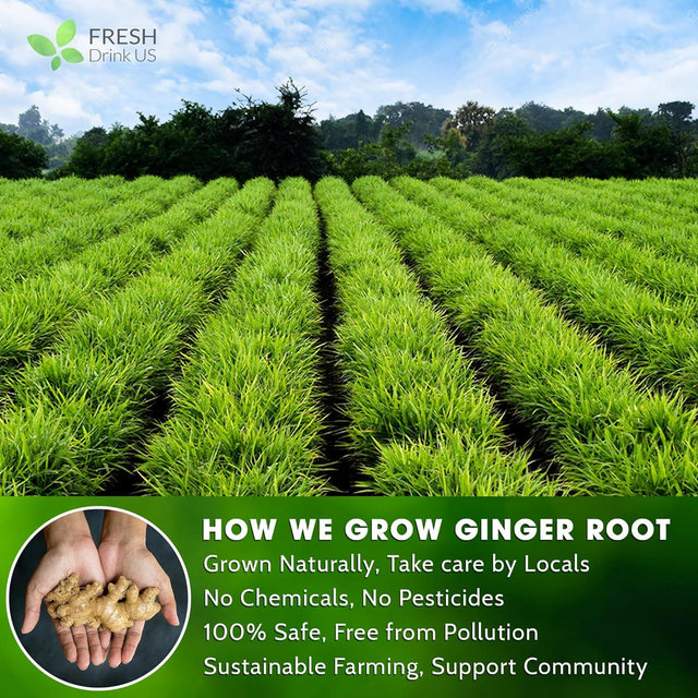 Premium Ginger Tea Bags, 100% Natural & Pure from Ginger Roots, Ginger Tea, Ginger Herbal Tea. Ginger Tea. No Sugar, No Caffeine, No Gluten, Vegan. - FreshDrinkUS - Natural and Premium Herbal Tea