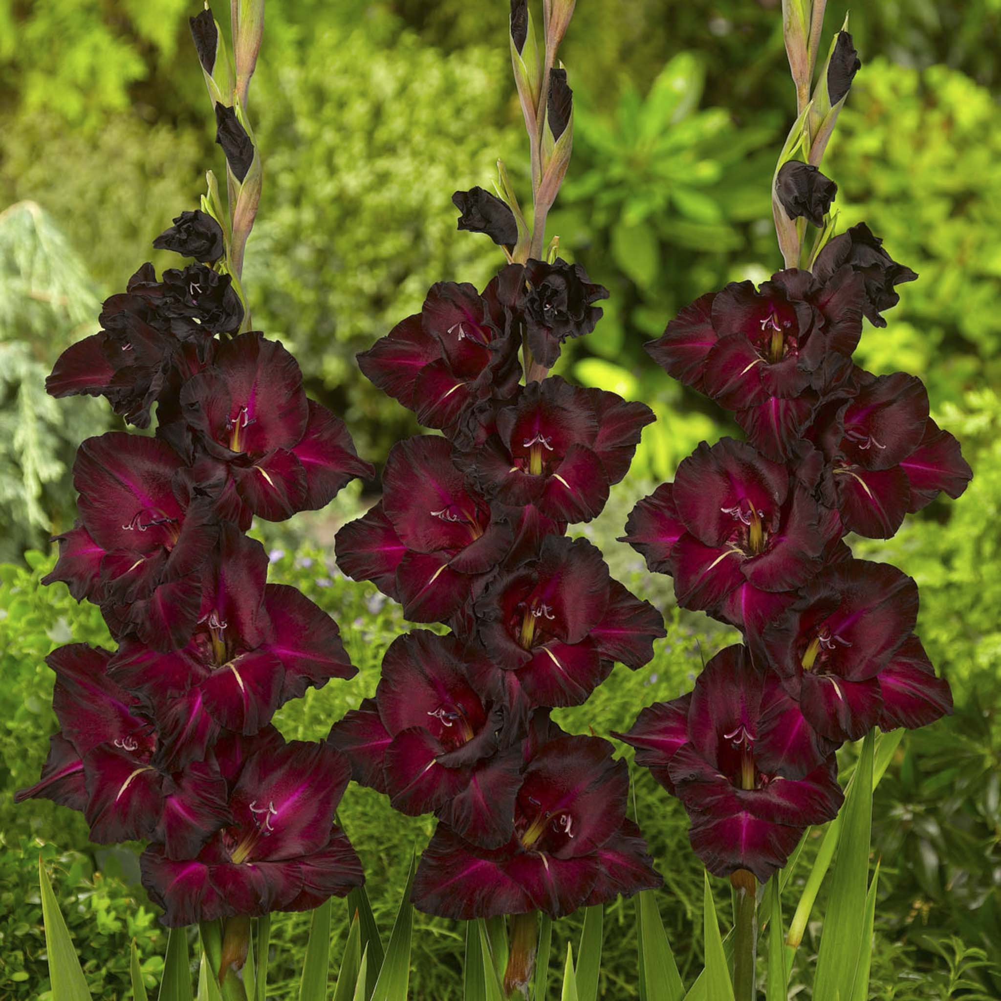 Black Star Gladiolus Bulbs