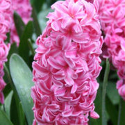 Rose Star Hyacinth Bulbs