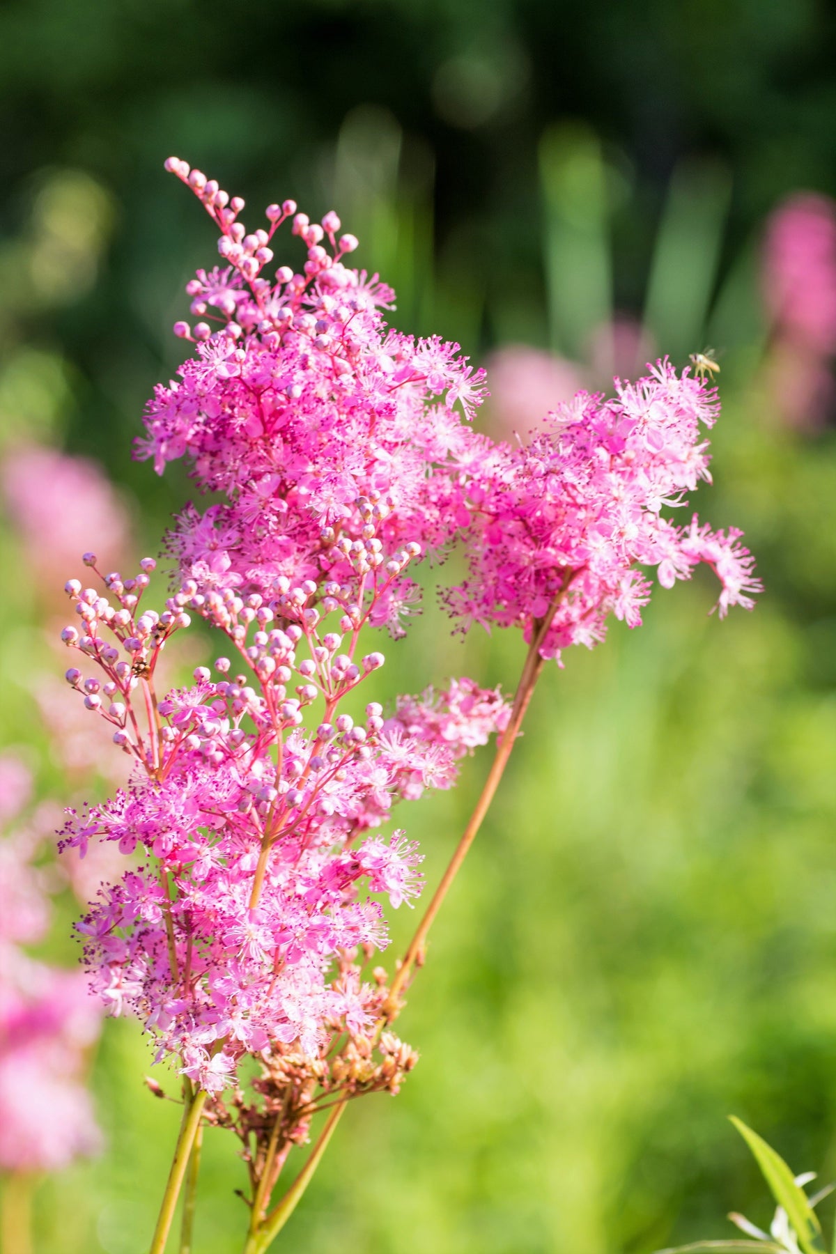 10 QUEEN Of THE PRAIRIE Pink Meadowsweet Filipendula Rubra Flower Seeds