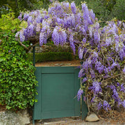 Amethyst Falls Wisteria