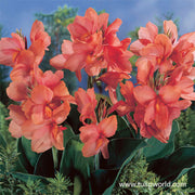 Apricot Frost Canna Lily Bulbs