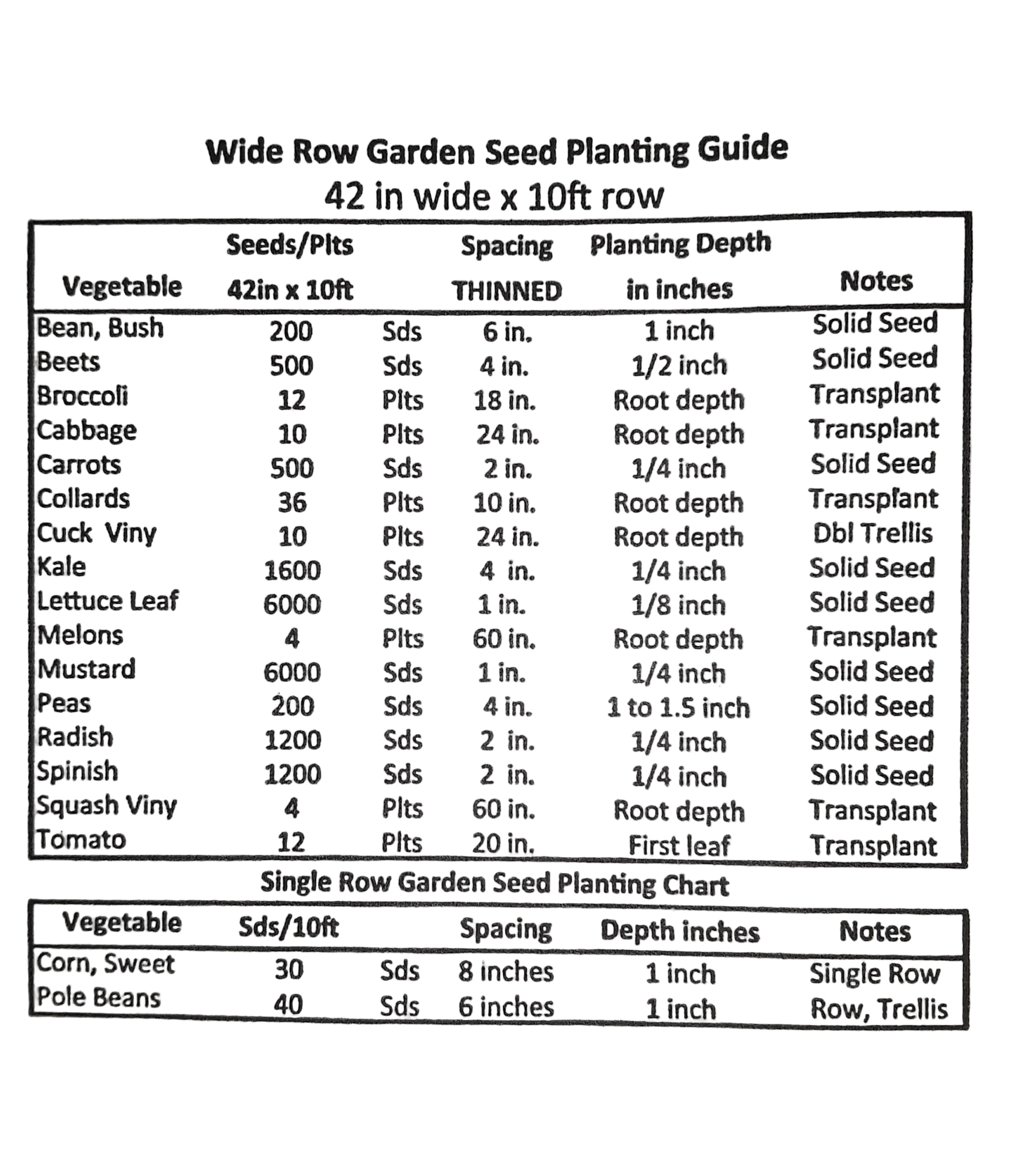 Onion Candy Seeds