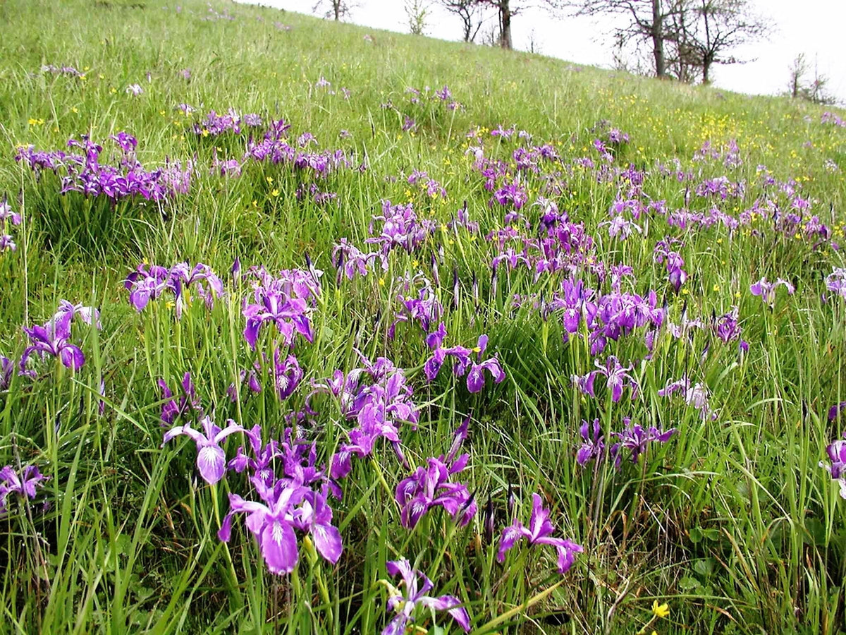 20 Blue & Purple OREGON IRIS ( Tough-Leaf Iris ) Iris Tenax Flower Seeds
