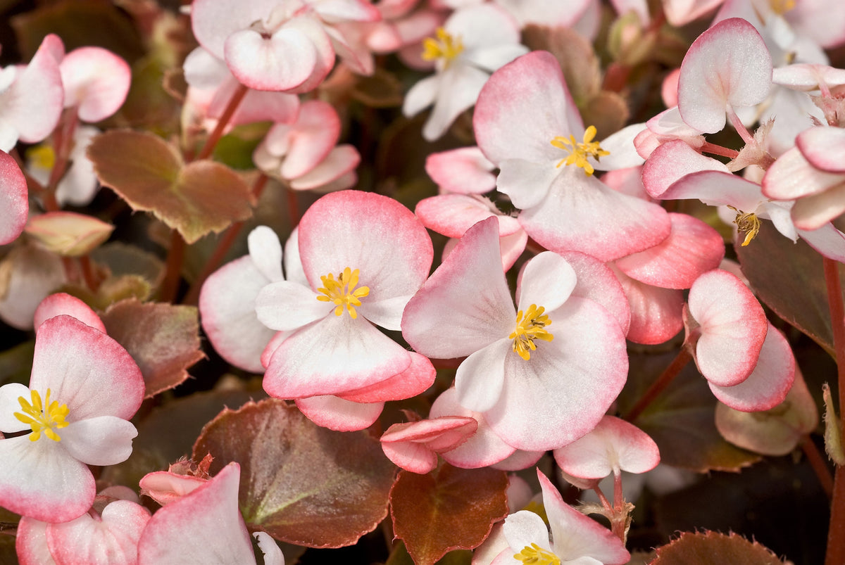25 WAX MIXED BEGONIA Semperflorens Fibrous Mixed Colors Red Pink White Two Tone Shade Flower Seeds