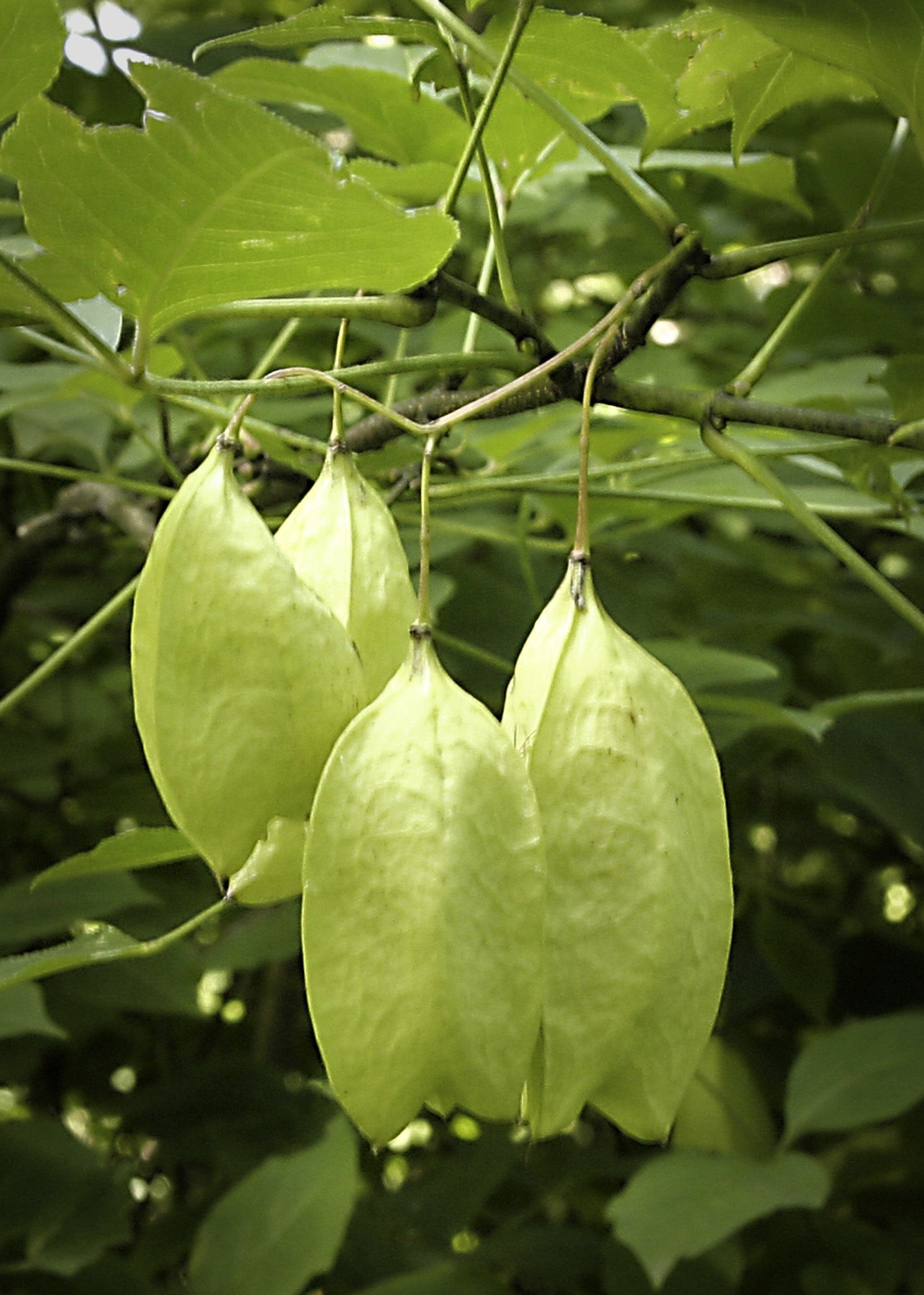 5 AMERICAN BLADDERNUT Tree Staphylea Trifolia Shrub Green Pod White Flower Seeds