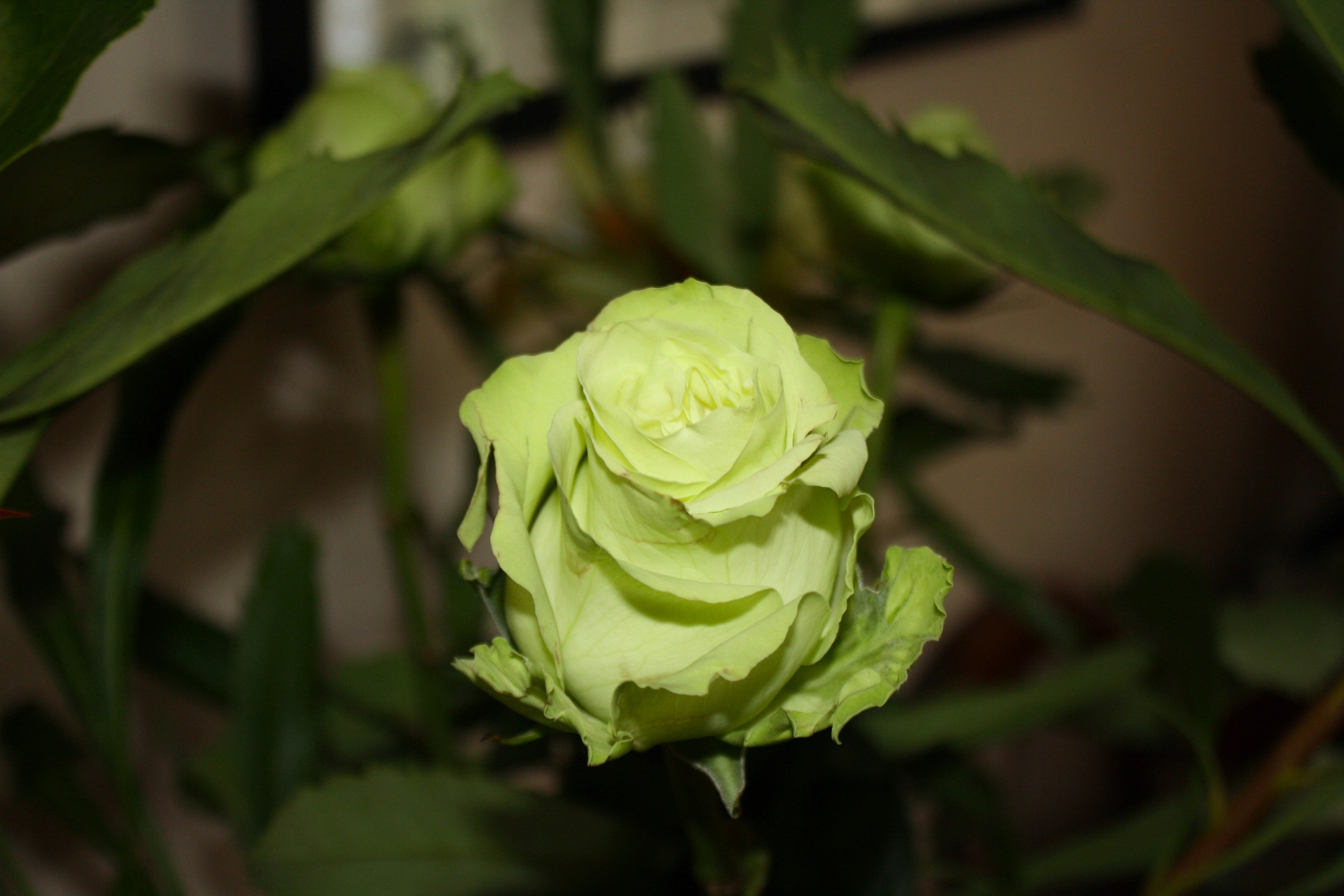 5 GREEN ROSE Rosa Bush Shrub Perennial Flower Seeds