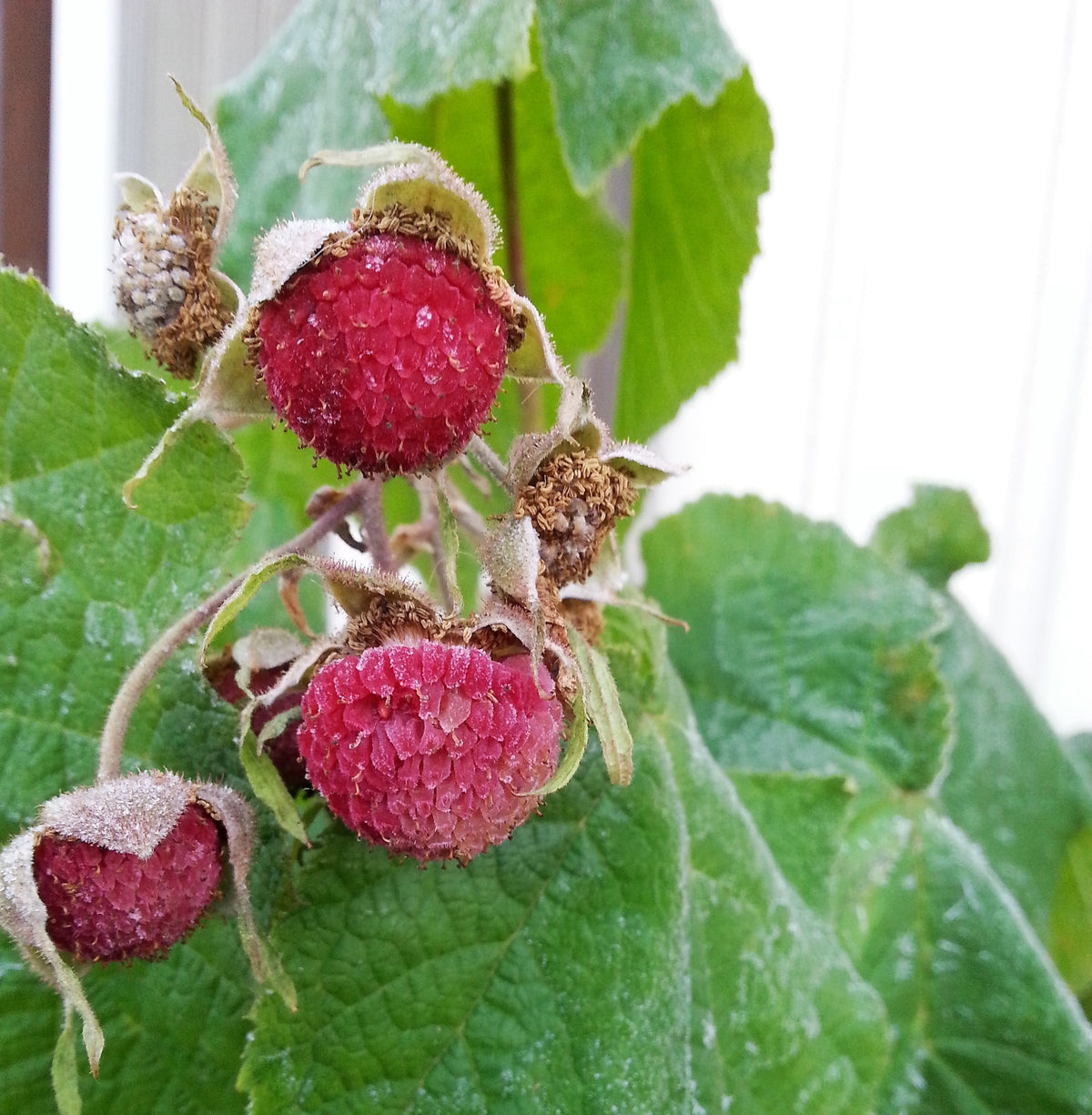 20 PURPLE FLOWERING RASPBERRY Thornless Edible Rubus Odoratus Fruit Berry Seeds