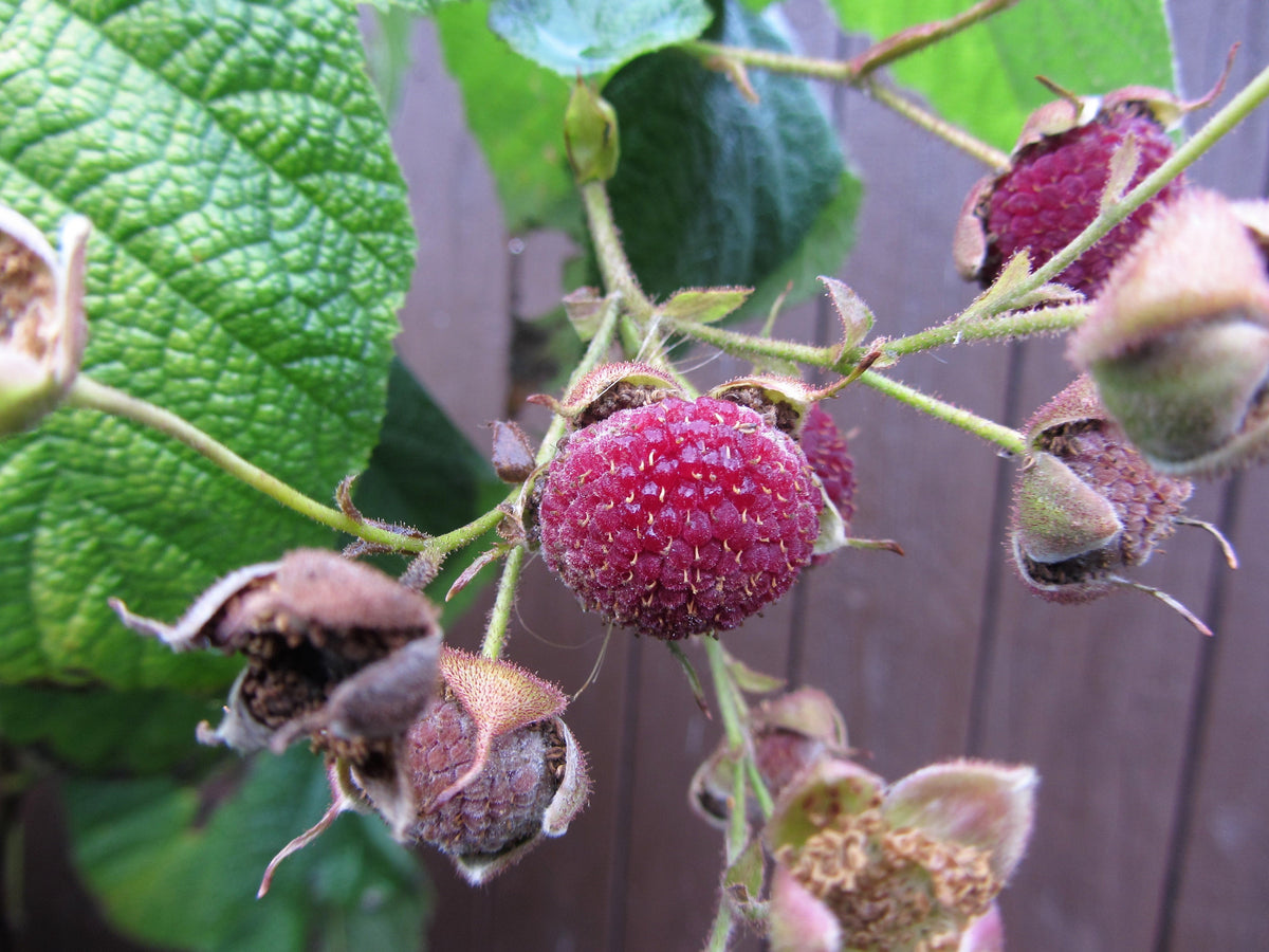 20 PURPLE FLOWERING RASPBERRY Thornless Edible Rubus Odoratus Fruit Berry Seeds