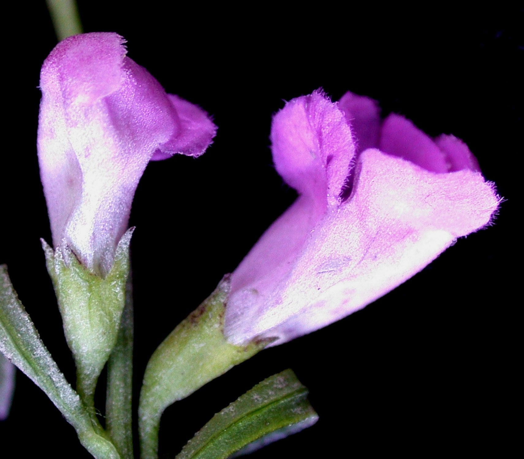 100 FALSE PURPLE FOXGLOVE Rose Gerardia Wetland Agalinis Purpurea Flower Seeds