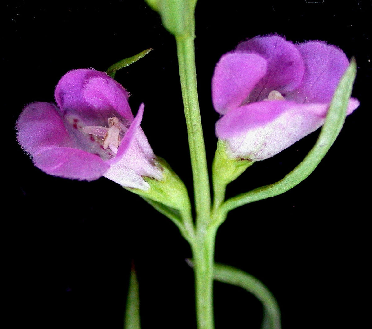 100 FALSE PURPLE FOXGLOVE Rose Gerardia Wetland Agalinis Purpurea Flower Seeds