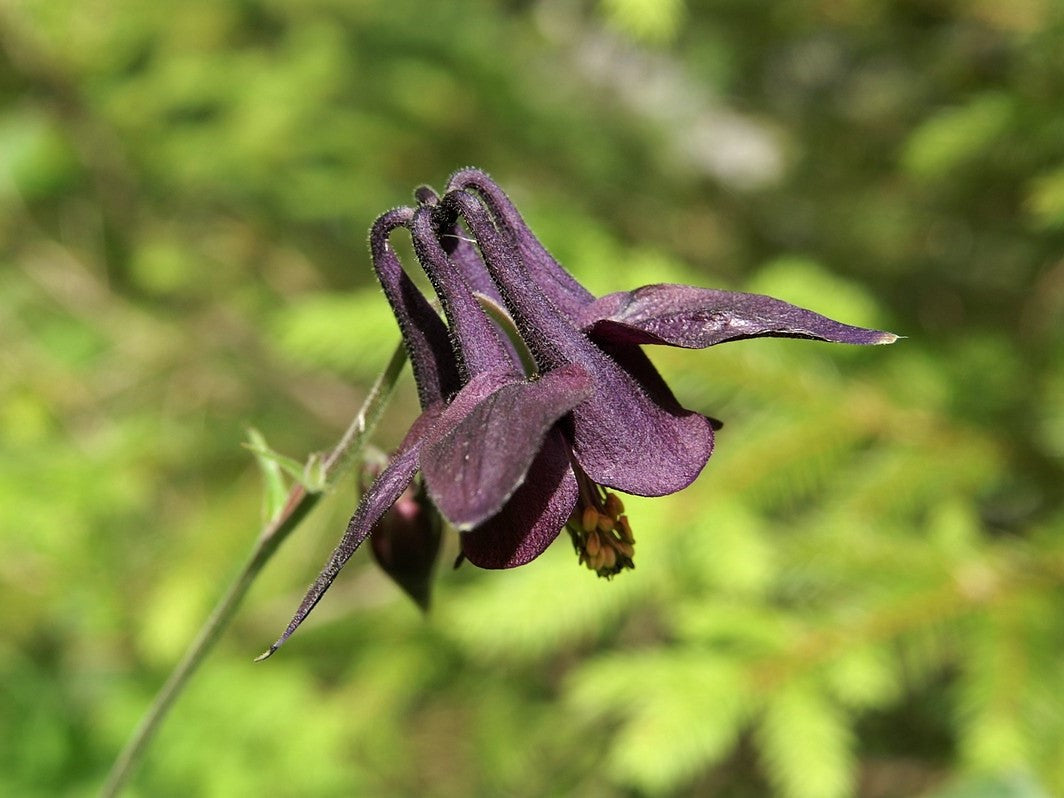 20 BLACK COLUMBINE Dark Columbine Aquilegia Atrata Deep Purple Flower Seeds