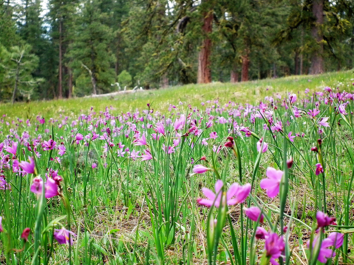 20 GRASSWIDOW Purple-Eyed Grass Sisyrinchium Inflatum syn. Olsynium Douglasii Grass Widows Reddish Purple Ornamental Grass Flower Seeds