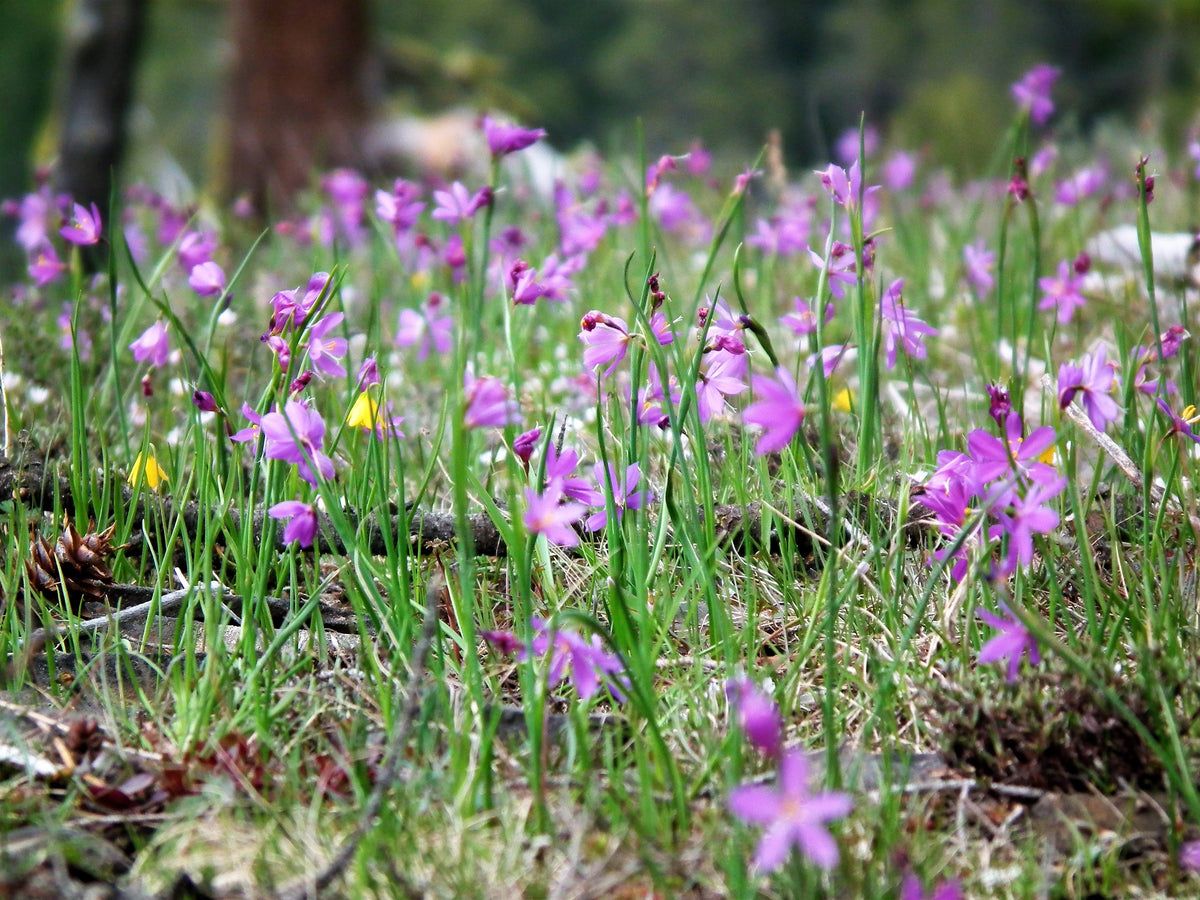 20 GRASSWIDOW Purple-Eyed Grass Sisyrinchium Inflatum syn. Olsynium Douglasii Grass Widows Reddish Purple Ornamental Grass Flower Seeds