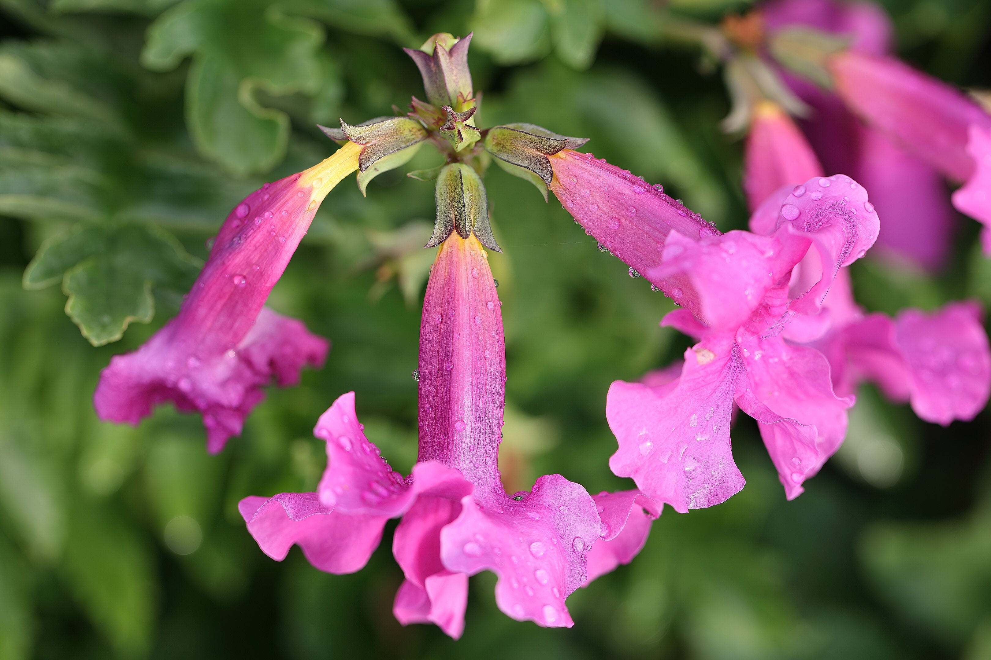10 Cheron PINK HARDY GLOXINIA Incarvillea Delavayi Flower Seeds