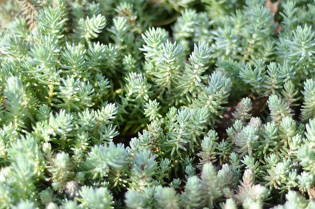 50 BLUE SPRUCE SEDUM Reflexum Succulent Jenny's Stonecrop Goldmoss Yellow Flower Seeds