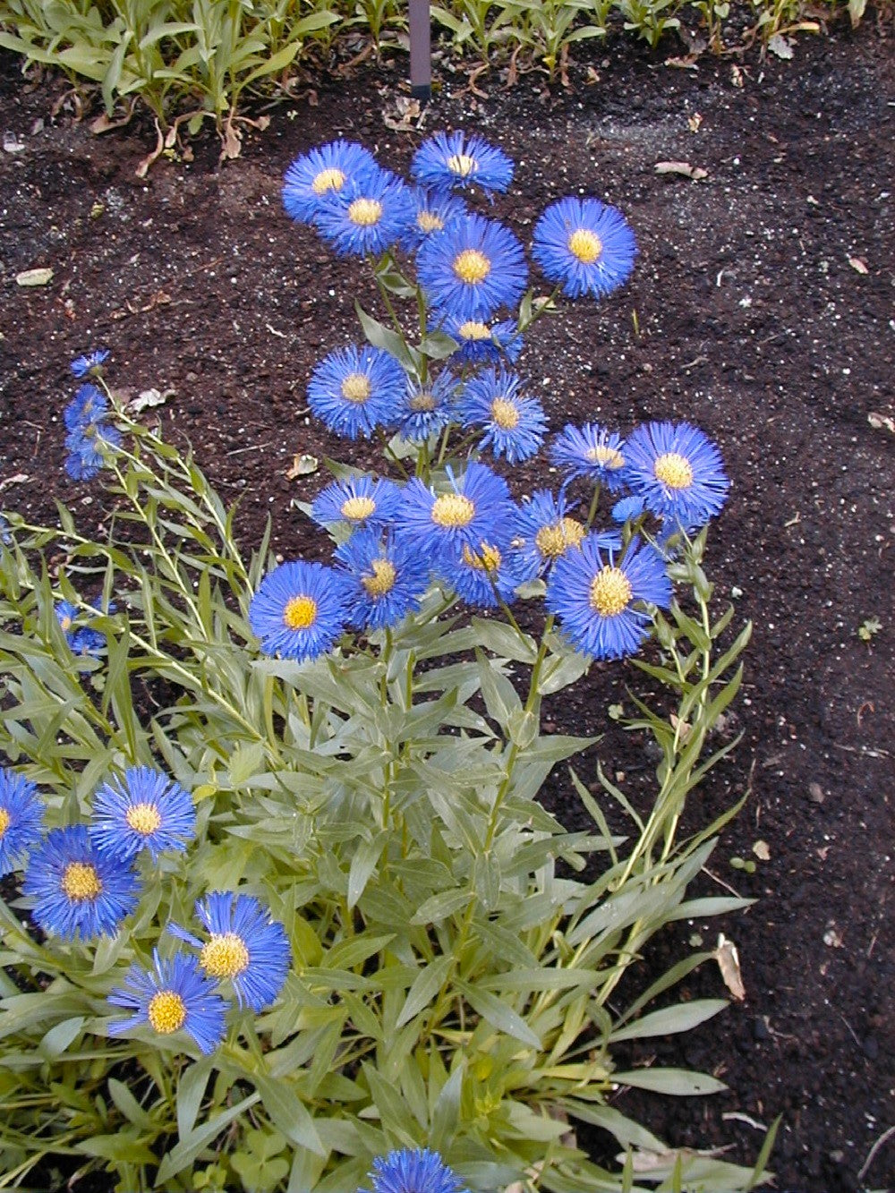 500 BLUE FLEABANE DAISY (Dainty Daisy / Aspen Fleabane / Oregon Fleabane) Erigeron Speciosus Flower Seeds