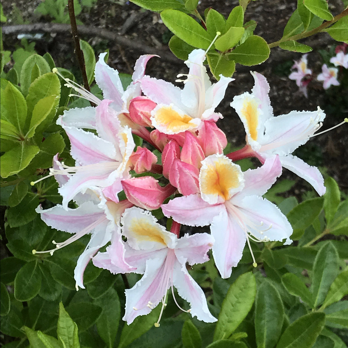 20 WESTERN AZALEA Pink White Yellow Shrub Flower Rhododendron Occidentale Seeds