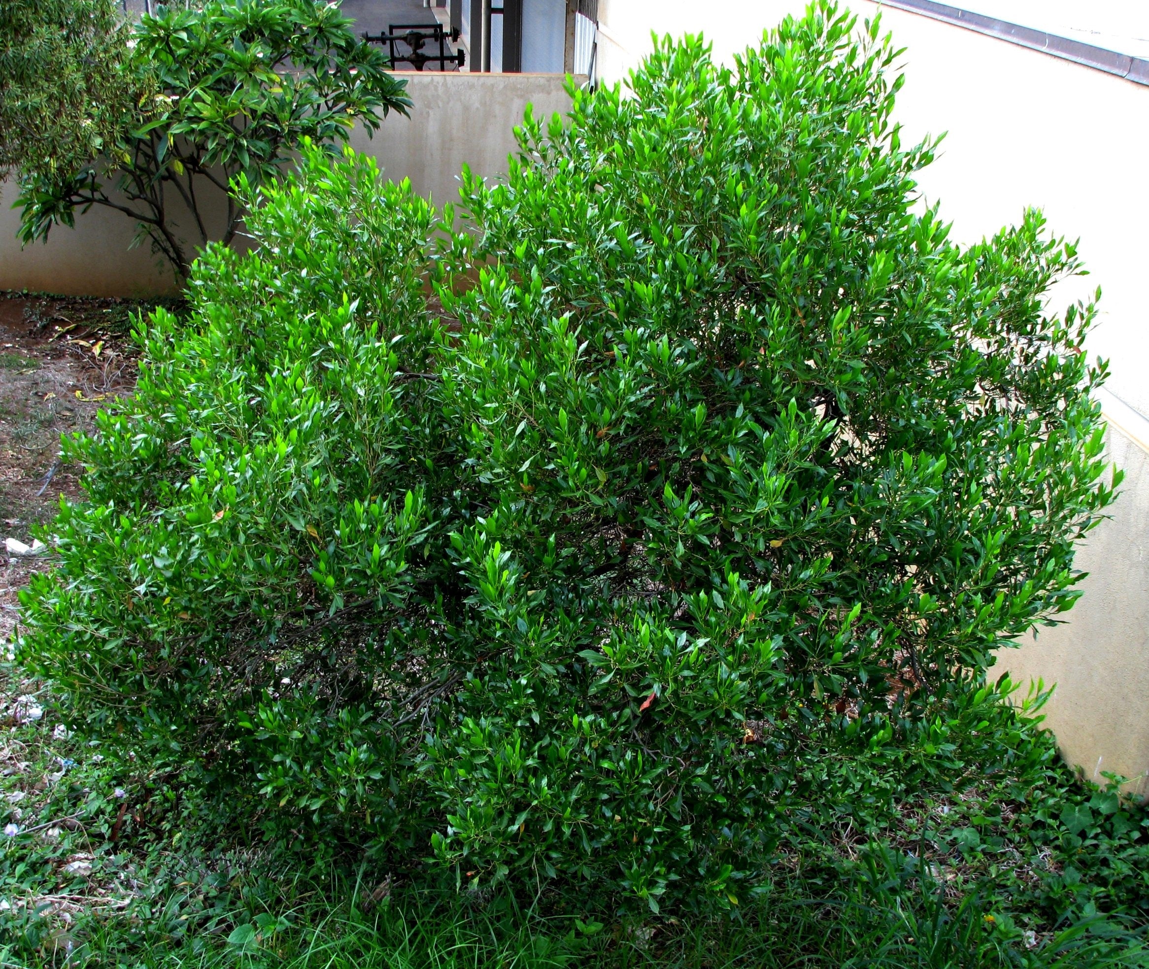 40 Mixed Colors FLORIDA HOPBUSH Dodonaea Viscosa Hawaiian Hopseed Flower Shrub Seeds