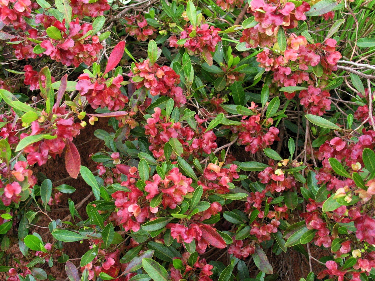 40 Mixed Colors FLORIDA HOPBUSH Dodonaea Viscosa Hawaiian Hopseed Flower Shrub Seeds