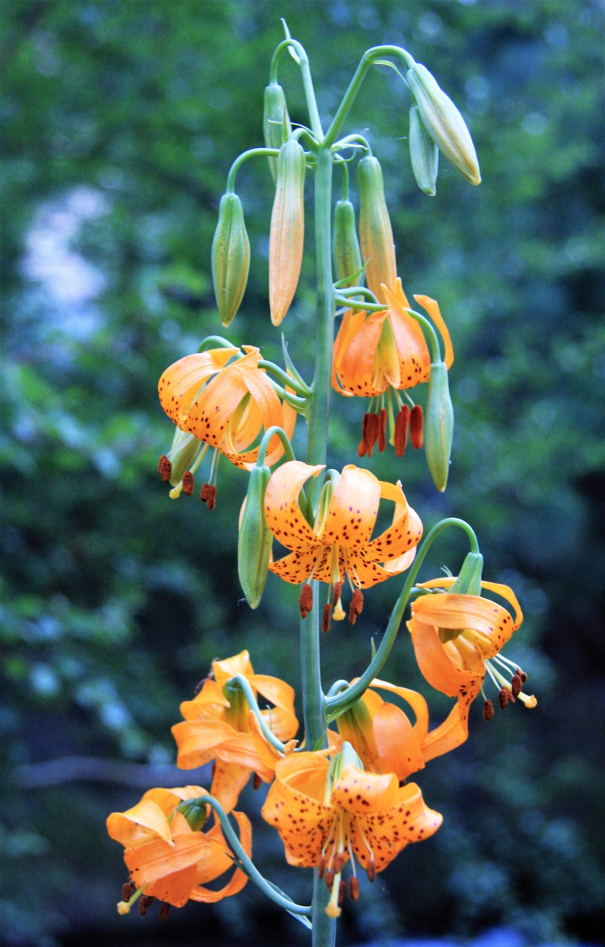 15 WESTERN HYBRIDS LILY Tiger, Leopard, Lemon, Alpine, Kellogg - Mixed Colors Pink, Red, Yellow, Orange - Native Lilium Flower Seeds