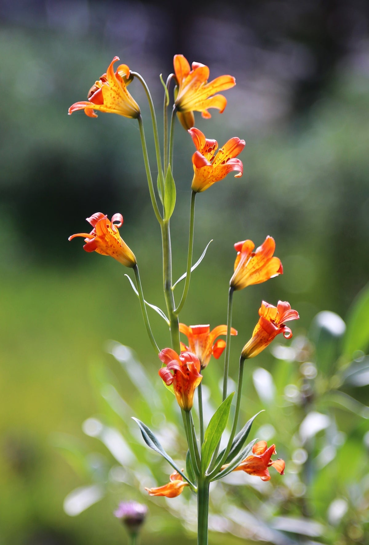 15 WESTERN HYBRIDS LILY Tiger, Leopard, Lemon, Alpine, Kellogg - Mixed Colors Pink, Red, Yellow, Orange - Native Lilium Flower Seeds