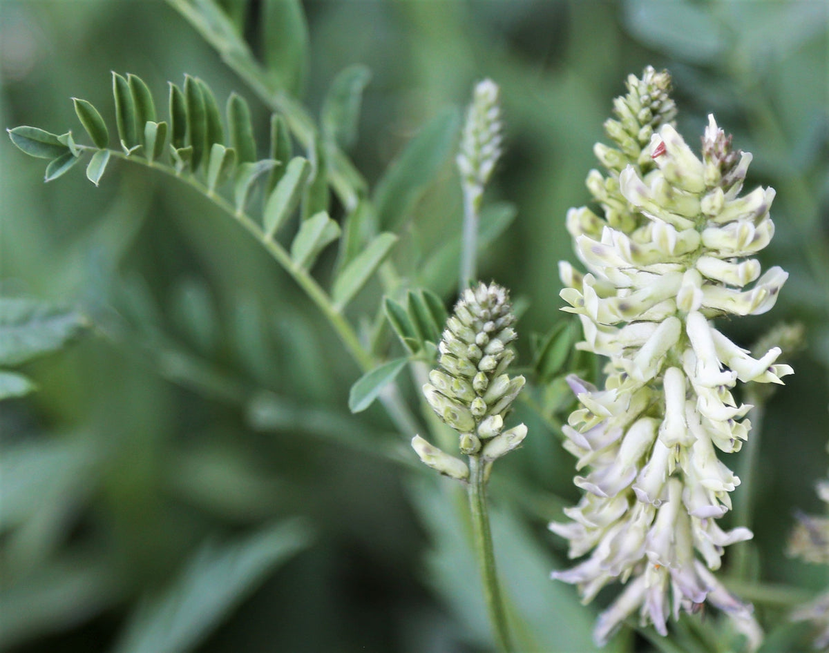50 AMERICAN LICORICE Glycyrrhiza Lepidota aka Wild Licorice Native Herb White Flower Seeds