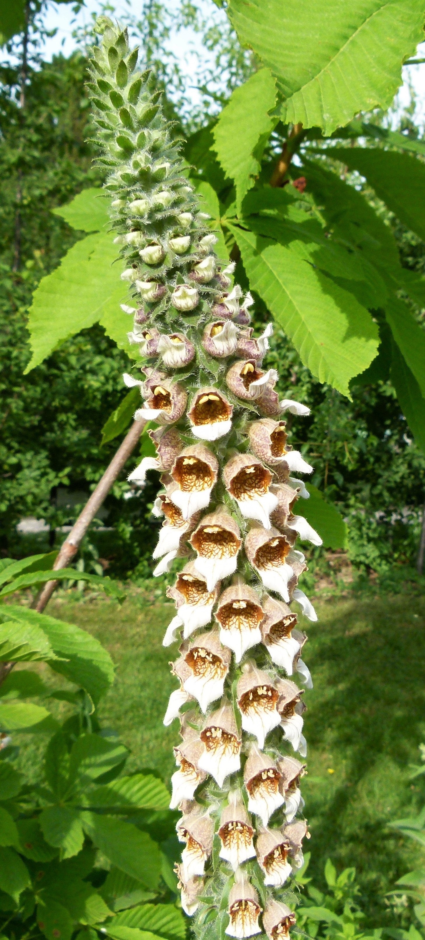 200 GRECIAN FOXGLOVE Wooly Digitalis Lanata Hummingbird White Yellow Purple Brown Flower Seeds