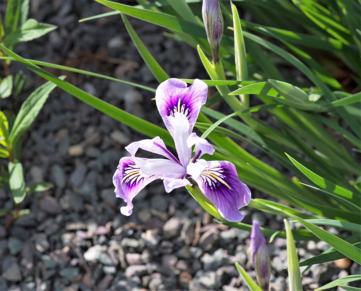 20 Blue & Purple OREGON IRIS ( Tough-Leaf Iris ) Iris Tenax Flower Seeds