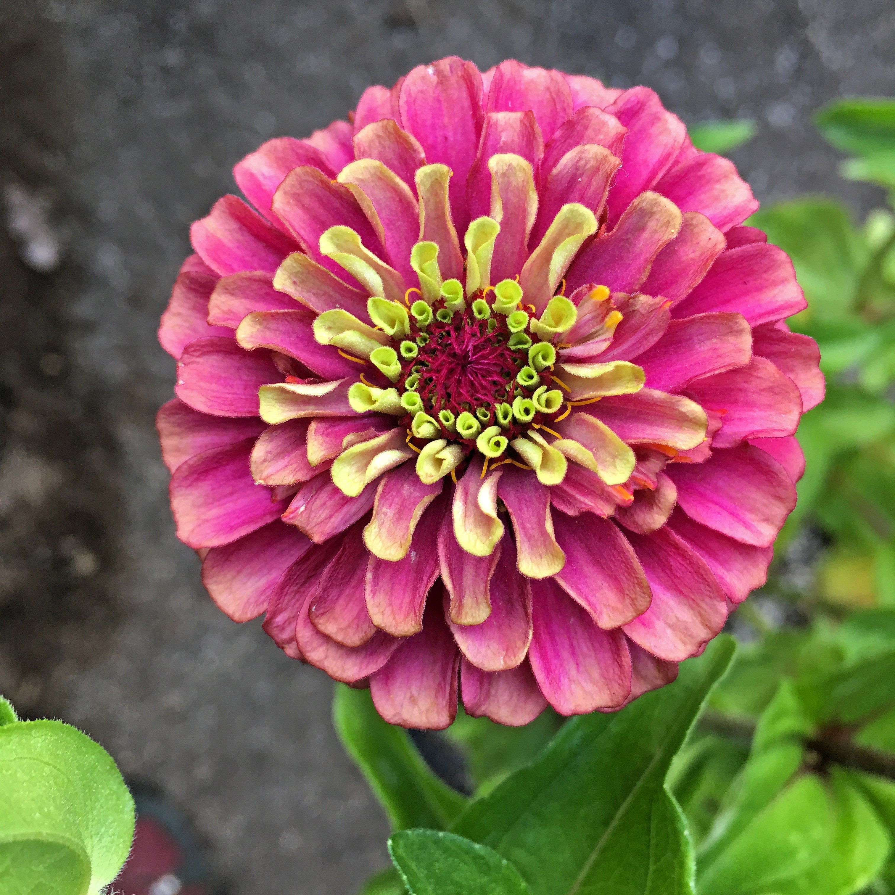 25 RED LIME QUEENY ZINNIA Elegans Green Queen Flower Seeds