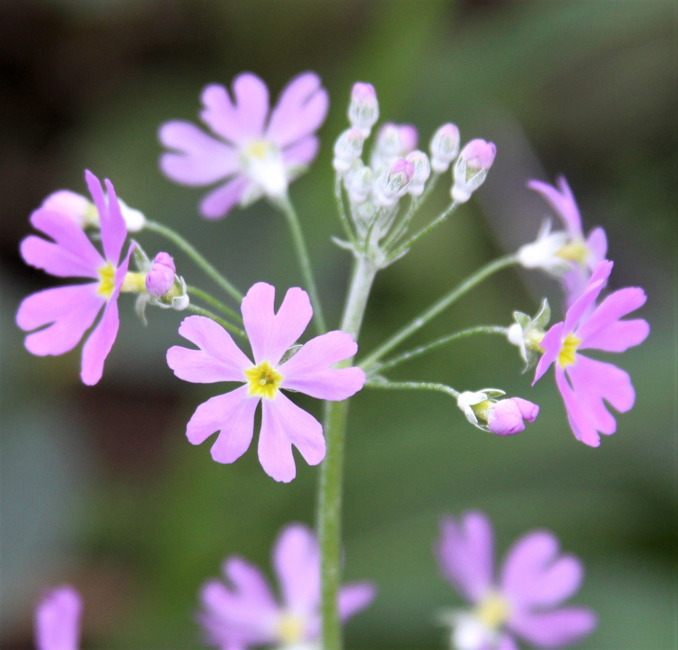 100 PINK FAIRY PRIMROSE Primula Malacoides Baby Primrose Shade Houseplant Flower Seeds