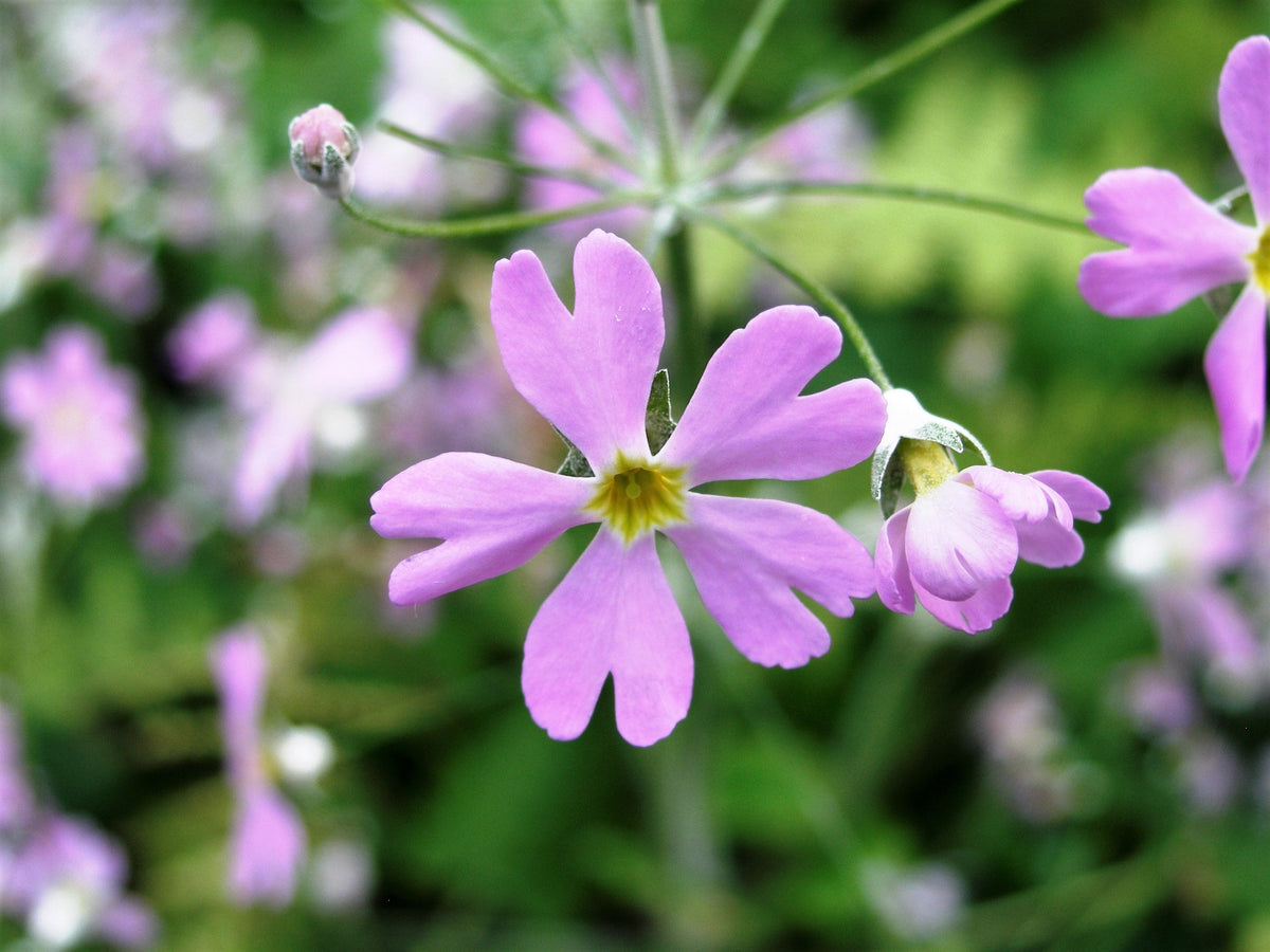 100 PINK FAIRY PRIMROSE Primula Malacoides Baby Primrose Shade Houseplant Flower Seeds