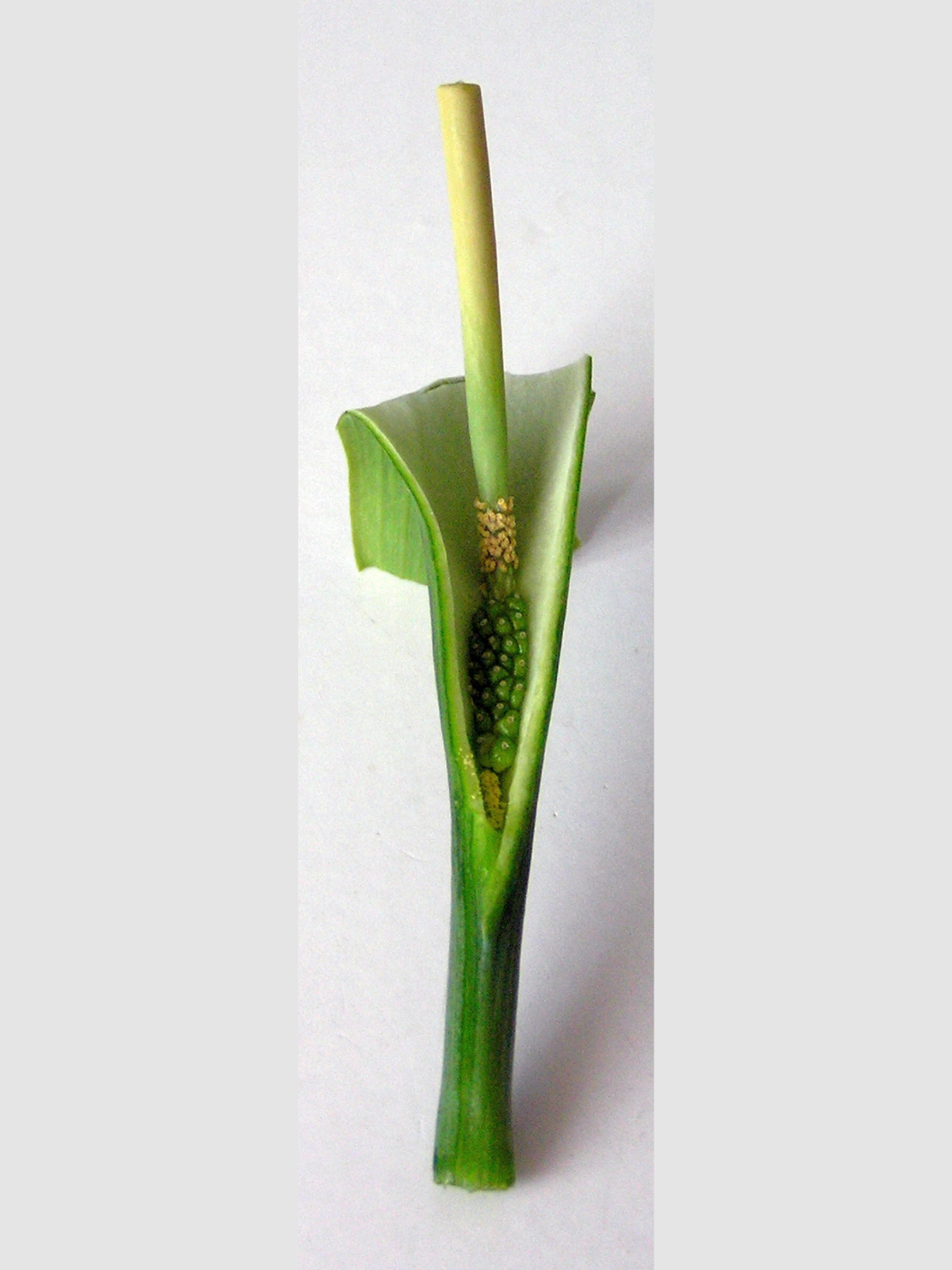 10 Fan-Leaf Chinese GREEN DRAGON Arum Pinellia Pedatisecta Houseplant Shade Flower Seeds